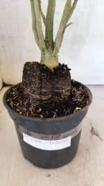 Planta Dobrada 3766 – 35cm – 03 anos - Imagem 8