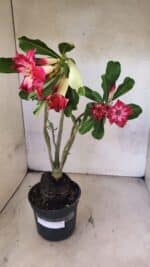 Planta Dobrada 3766 – 35cm – 03 anos - Imagem 7