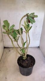 Planta Dobrada 3766 – 35cm – 03 anos - Imagem 6