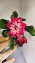 Planta Dobrada 3766 – 35cm – 03 anos - Imagem 3