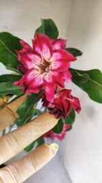 Planta Dobrada 3766 – 35cm – 03 anos - Imagem 5