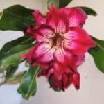 Planta Dobrada 3766 – 35cm – 03 anos