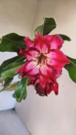 Planta Dobrada 3766 – 35cm – 03 anos