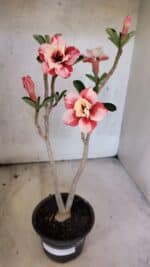 Planta Dobrada 3767 – 35cm – 03 anos - Imagem 2