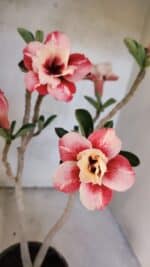 Planta Dobrada 3767 – 35cm – 03 anos