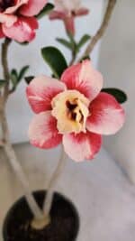 Planta Dobrada 3767 – 35cm – 03 anos - Imagem 3