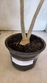 Planta Dobrada 3767 – 35cm – 03 anos - Imagem 7