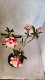 Planta Dobrada 3767 – 35cm – 03 anos - Imagem 5