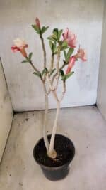 Planta Dobrada 3767 – 35cm – 03 anos - Imagem 6
