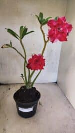 Planta Dobrada 3768 – 35cm – 03 anos - Imagem 2