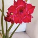 Planta Dobrada 3768 – 35cm – 03 anos