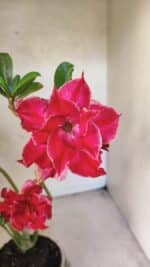 Planta Dobrada 3768 – 35cm – 03 anos - Imagem 4