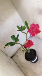 Planta Dobrada 3768 – 35cm – 03 anos - Imagem 5