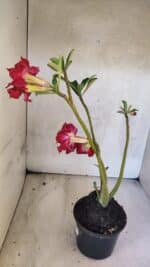 Planta Dobrada 3768 – 35cm – 03 anos - Imagem 7