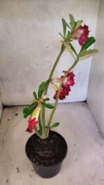 Planta Dobrada 3768 – 35cm – 03 anos - Imagem 6