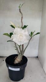 Planta Dobrada 3769 – 50cm – 04 anos - Imagem 2