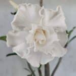 Planta Dobrada 3769 – 50cm – 04 anos