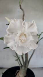 Planta Dobrada 3769 – 50cm – 04 anos