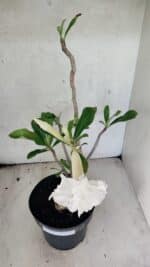 Planta Dobrada 3769 – 50cm – 04 anos - Imagem 4