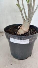 Planta Dobrada 3769 – 50cm – 04 anos - Imagem 9