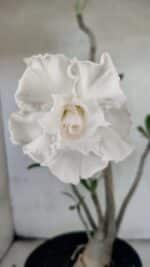 Planta Dobrada 3769 – 50cm – 04 anos - Imagem 8