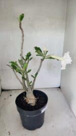 Planta Dobrada 3769 – 50cm – 04 anos - Imagem 7