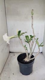 Planta Dobrada 3769 – 50cm – 04 anos - Imagem 5