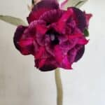 Planta Dobrada 3669 – 35cm – 03 anos