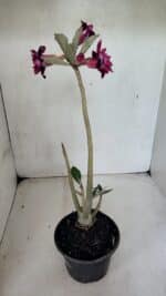 Planta Dobrada 3669 – 35cm – 03 anos - Imagem 5