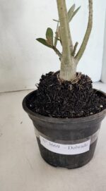 Planta Dobrada 3669 – 35cm – 03 anos - Imagem 6