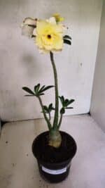 Planta Dobrada 3670 – 35cm – 03 anos - Imagem 2