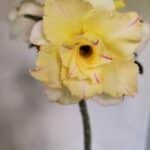 Planta Dobrada 3670 – 35cm – 03 anos