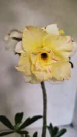 Planta Dobrada 3670 – 35cm – 03 anos