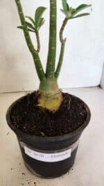 Planta Dobrada 3670 – 35cm – 03 anos - Imagem 6