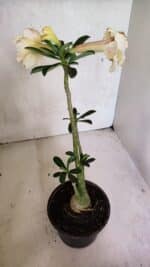 Planta Dobrada 3670 – 35cm – 03 anos - Imagem 5