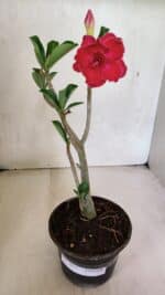 Planta Dobrada 3671 – 30cm – 02 anos - Imagem 2