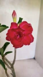 Planta Dobrada 3671 – 30cm – 02 anos