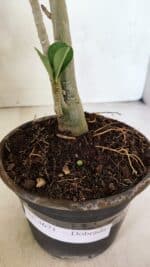 Planta Dobrada 3671 – 30cm – 02 anos - Imagem 7