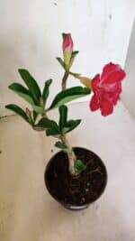 Planta Dobrada 3671 – 30cm – 02 anos - Imagem 5