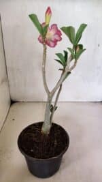 Planta Dobrada 3671 – 30cm – 02 anos - Imagem 6