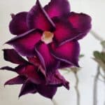 Planta Dobrada 3672 – 35cm – 03 anos