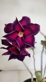 Planta Dobrada 3672 – 35cm – 03 anos