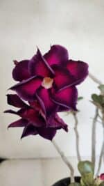 Planta Dobrada 3672 – 35cm – 03 anos - Imagem 6