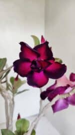 Planta Dobrada 3672 – 35cm – 03 anos - Imagem 4