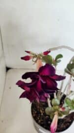 Planta Dobrada 3672 – 35cm – 03 anos - Imagem 5