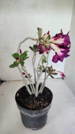 Planta Dobrada 3672 – 35cm – 03 anos - Imagem 8