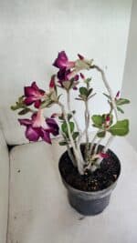 Planta Dobrada 3672 – 35cm – 03 anos - Imagem 7