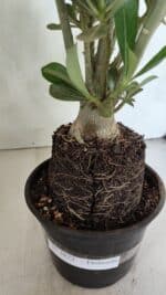 Planta Dobrada 3673 – 35cm – 03 anos - Imagem 8