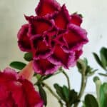 Planta Dobrada 3673 – 35cm – 03 anos