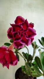 Planta Dobrada 3673 – 35cm – 03 anos